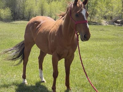 Nice sorrel registered gelding