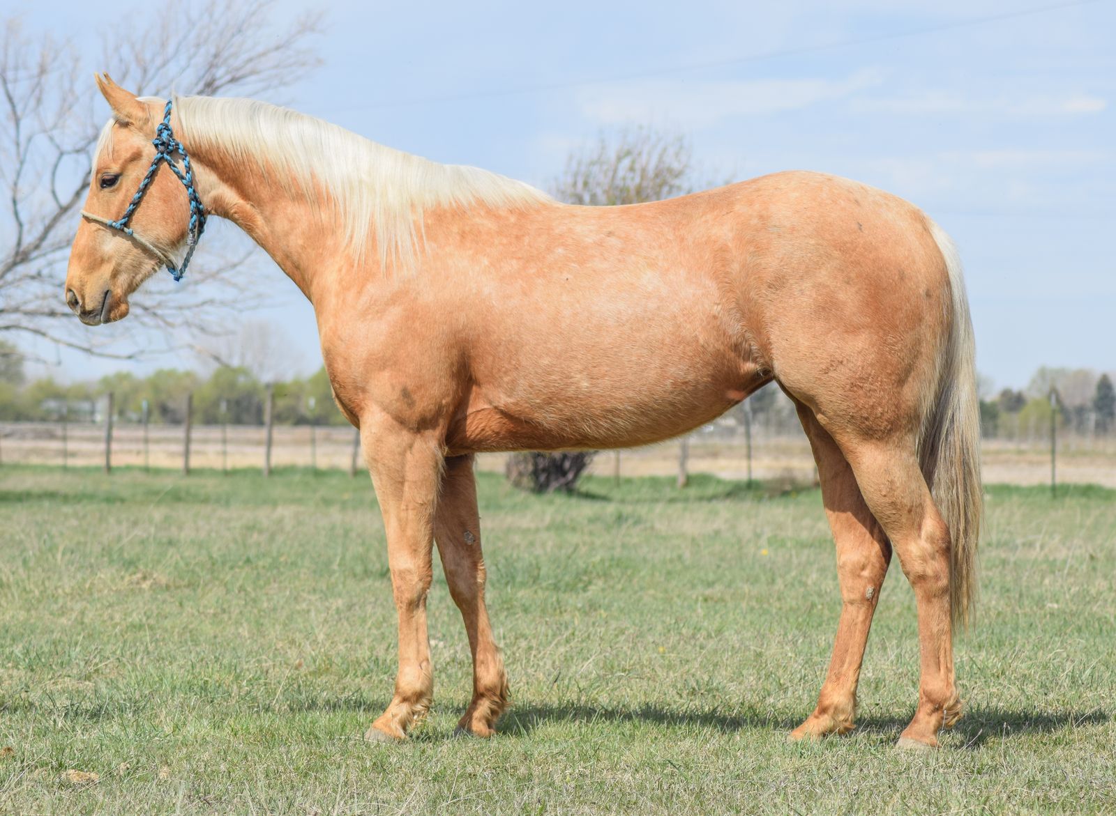 “Famous French Kitten” – 2023 AQHA Palomino Mare