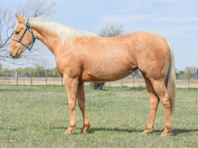 “Famous French Kitten” – 2023 AQHA Palomino Mare