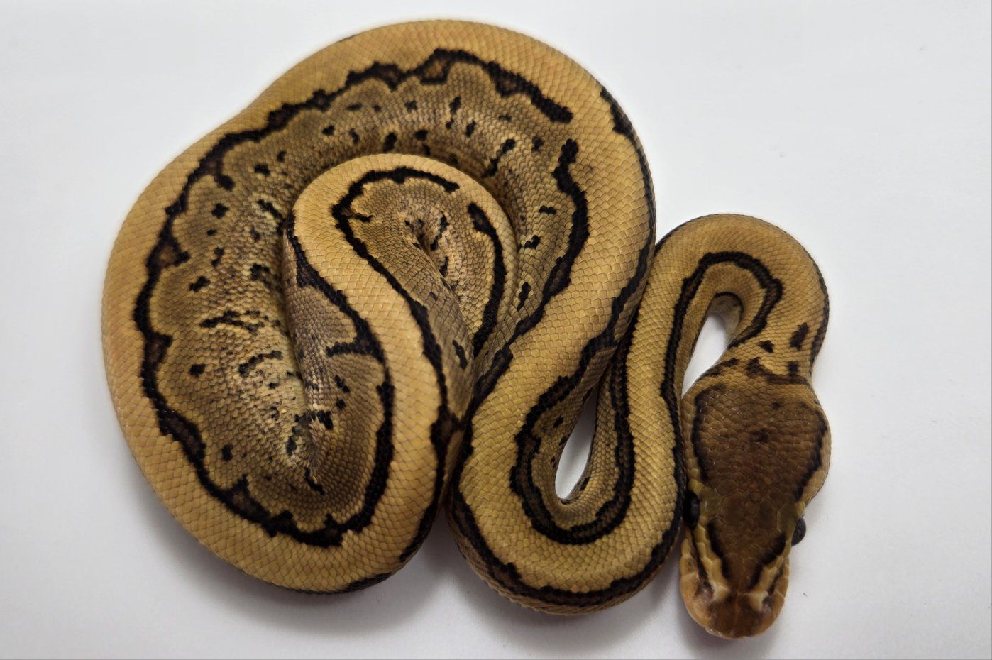 2026 Baby Ball Python Female