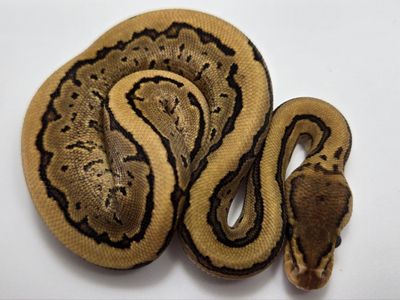 2026 Baby Ball Python Female