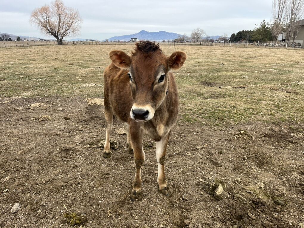 Registered Jersey Heifer Calf A2/A2