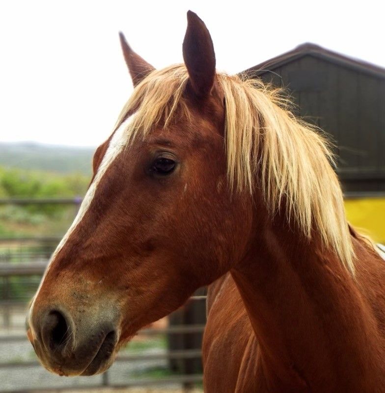 Jasper - 2023 Sorrel Gelding