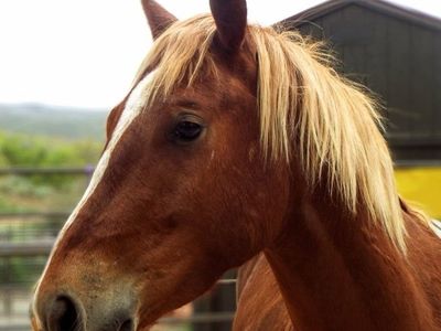 Jasper - 2023 Sorrel Gelding