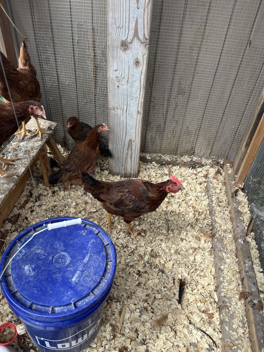 Free rooster