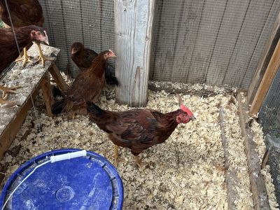 Free rooster