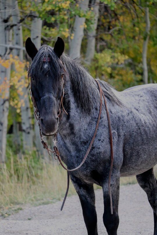 Blue Roan Stallion (Navajo Blue @ Stud