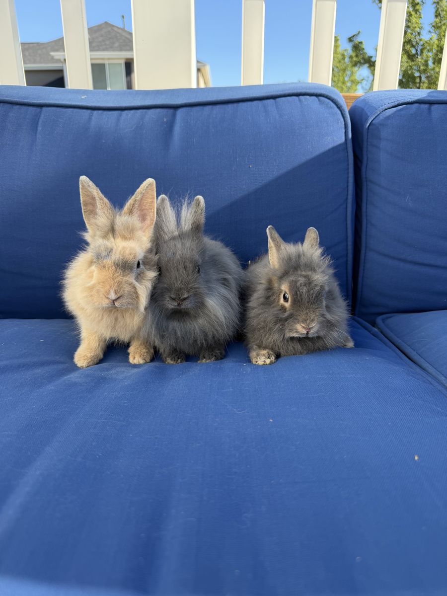 Adorable Fluffy Lionhead Bunnies - 4 Young Rabbits