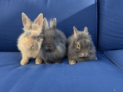 Adorable Fluffy Lionhead Bunnies - 4 Young Rabbits