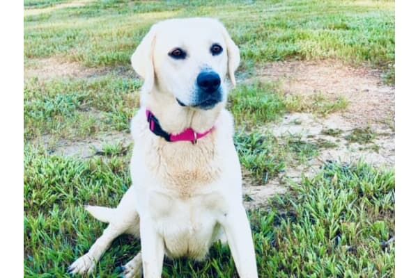 "Winnie the Pooch" and "Olivia Chewton John" looking for a good home