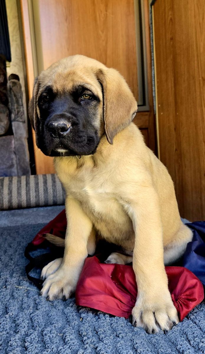 Beautiful English Mastiff Puppies for Sale!!