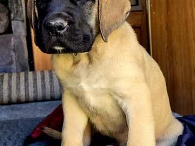 Beautiful English Mastiff Puppies for Sale!!
