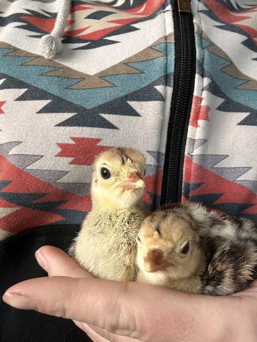 Turkey Poults Friendly