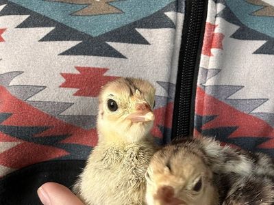 Turkey Poults Friendly