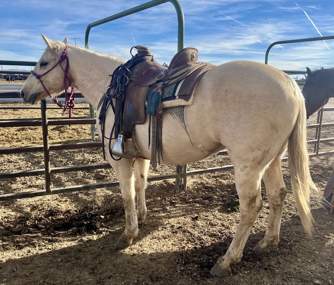 Aqha Mare Well Bred