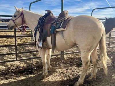Aqha Mare Well Bred