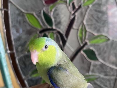 GROGU The BABY PARROTLET