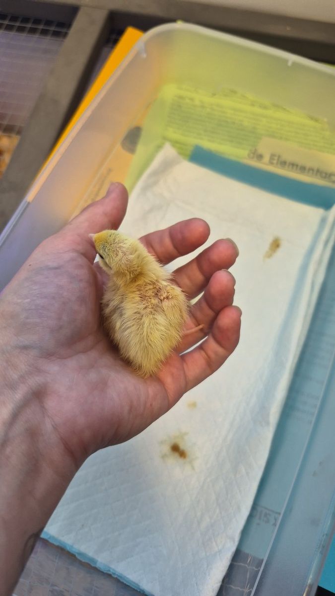 Celadon Coturnix quail