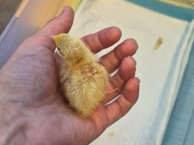 Celadon Coturnix quail