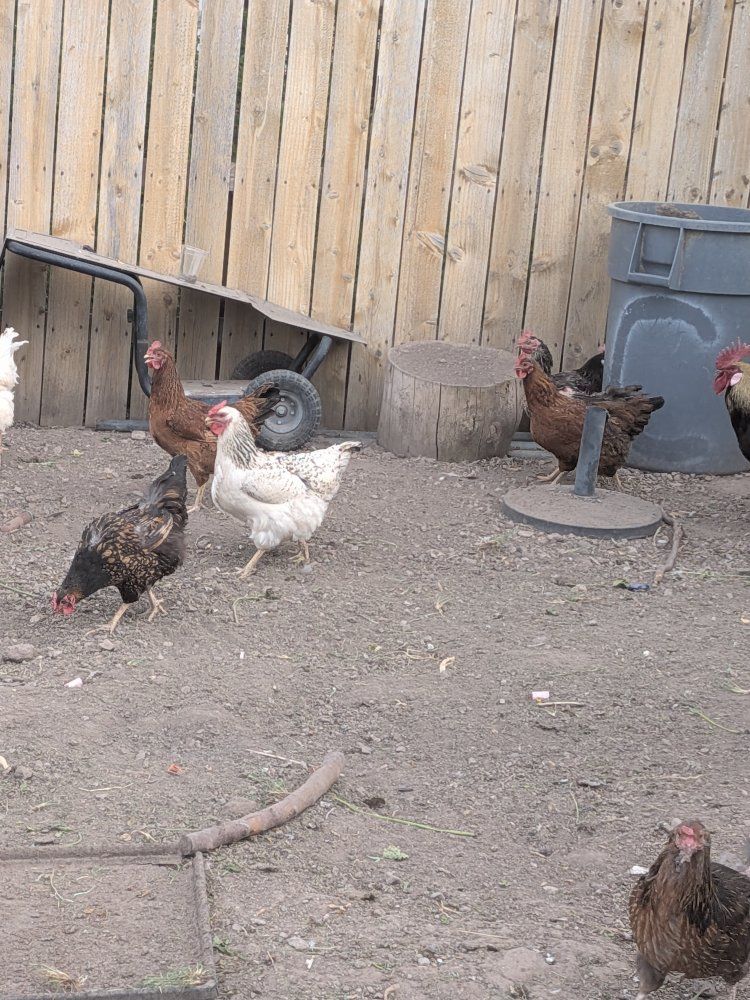 Laying Chickens
