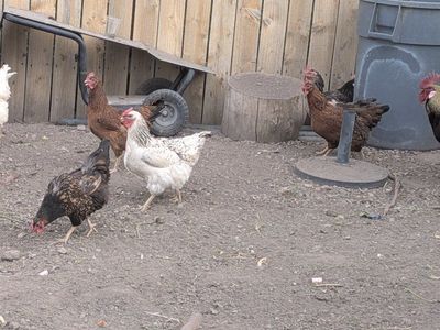 Laying Chickens