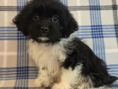 Adorable Male Shorkie-Poo Puppy