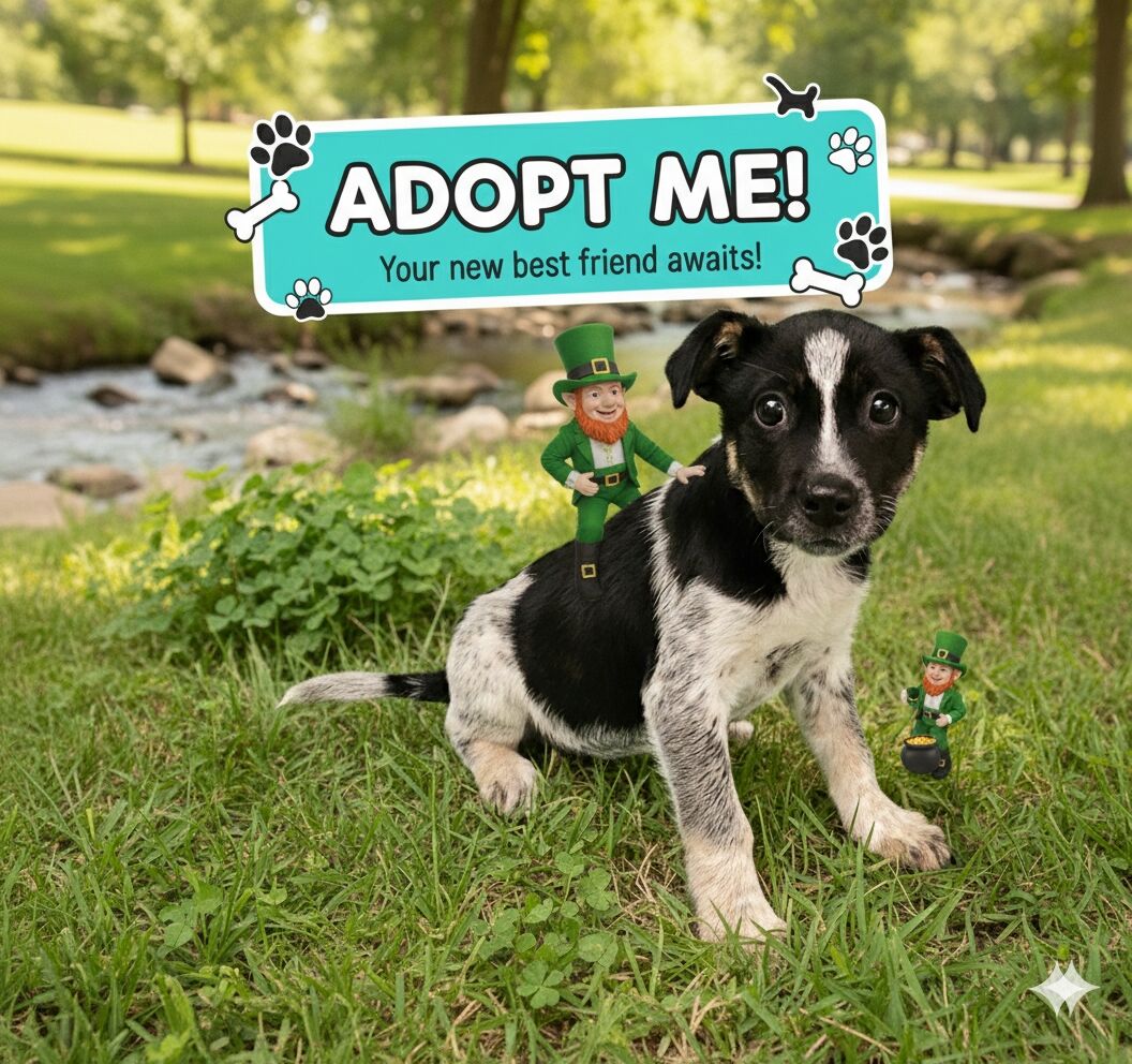 Rachel, Australian Cattle Dog puppy looking for a home.
