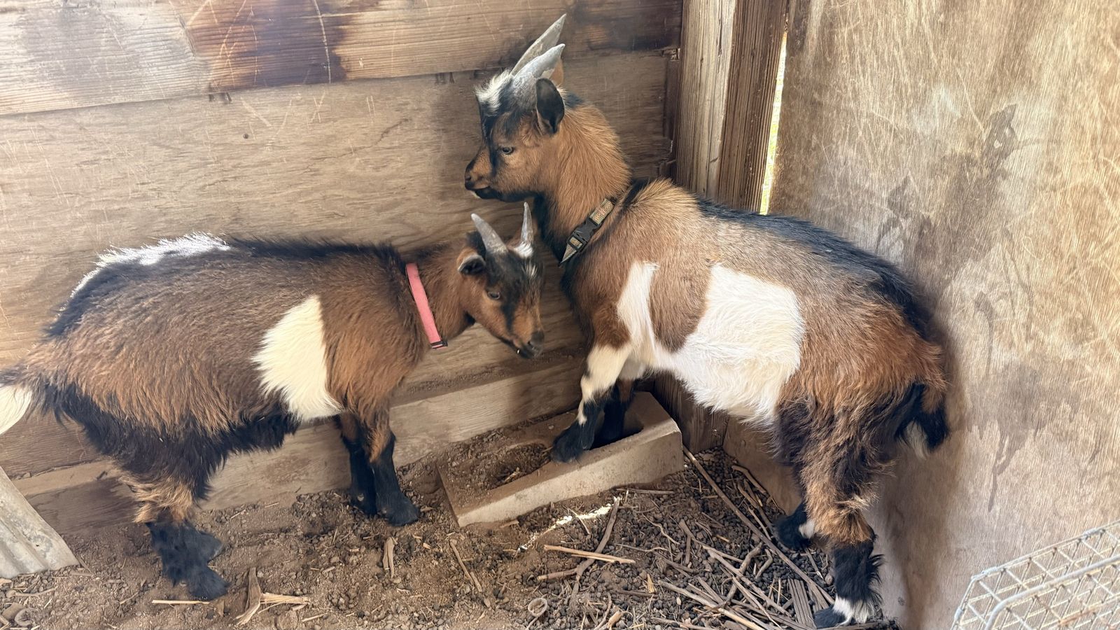 Goats