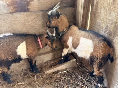 Goats