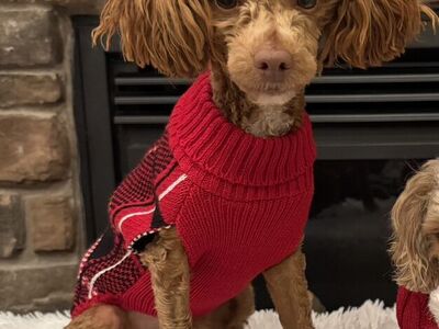 AKC Toy Poodle red, Brown, CLEAR Hidden Phantom