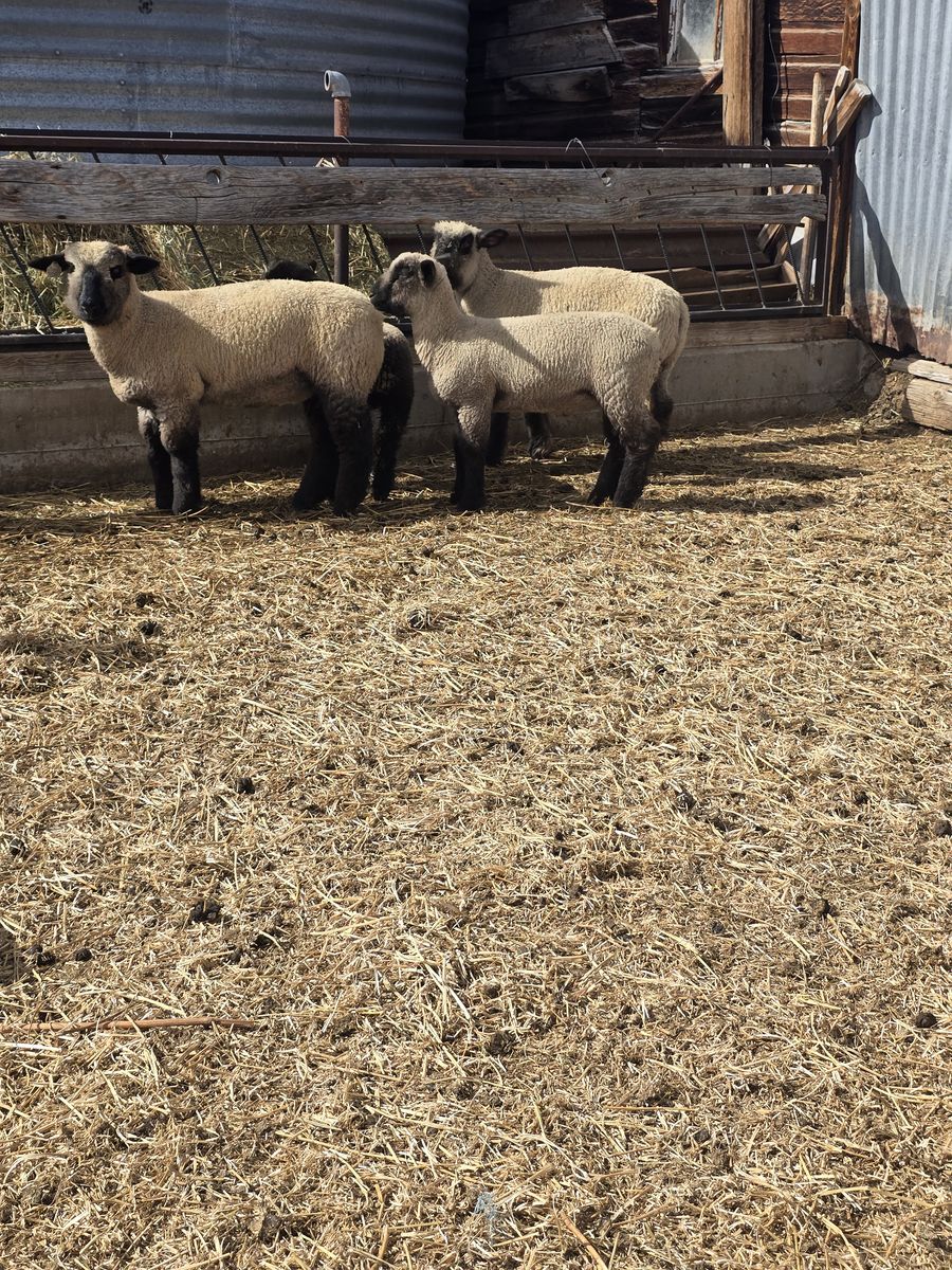 4H Lamb's