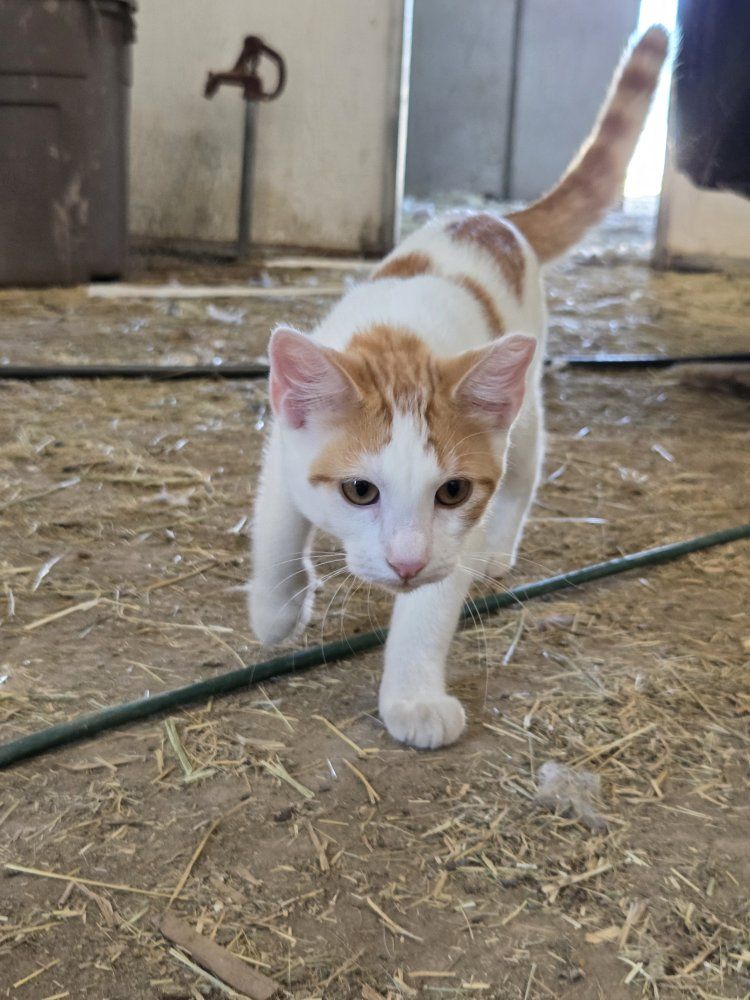 Outdoor Cats / Barn cats