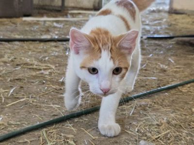 Outdoor Cats / Barn cats