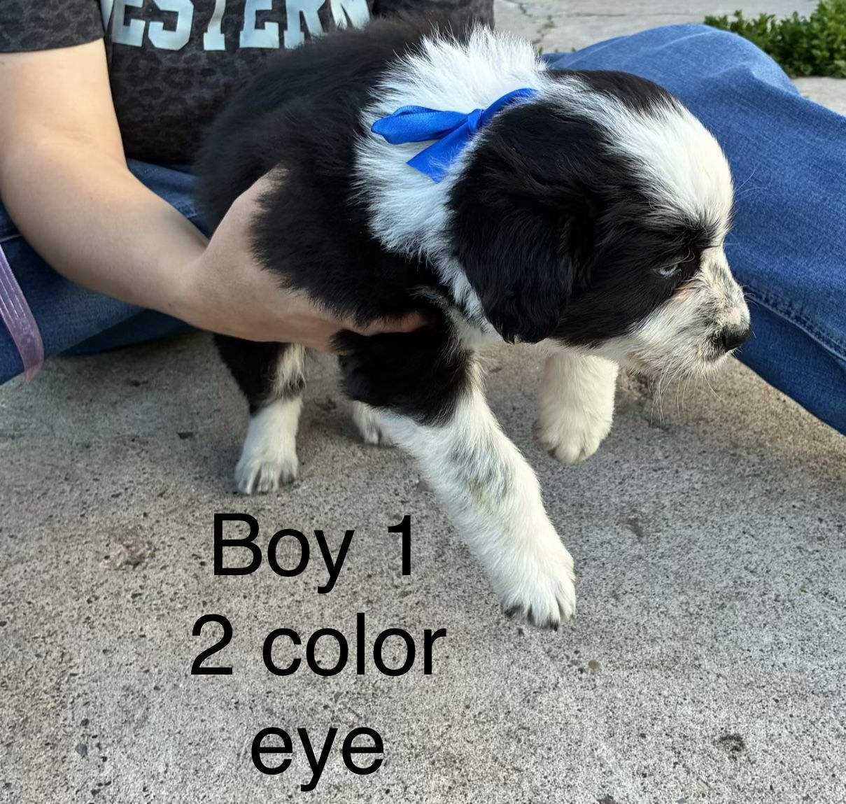 Adorable Idaho shag border collie cross