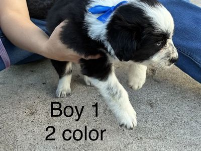 Adorable Idaho shag border collie cross