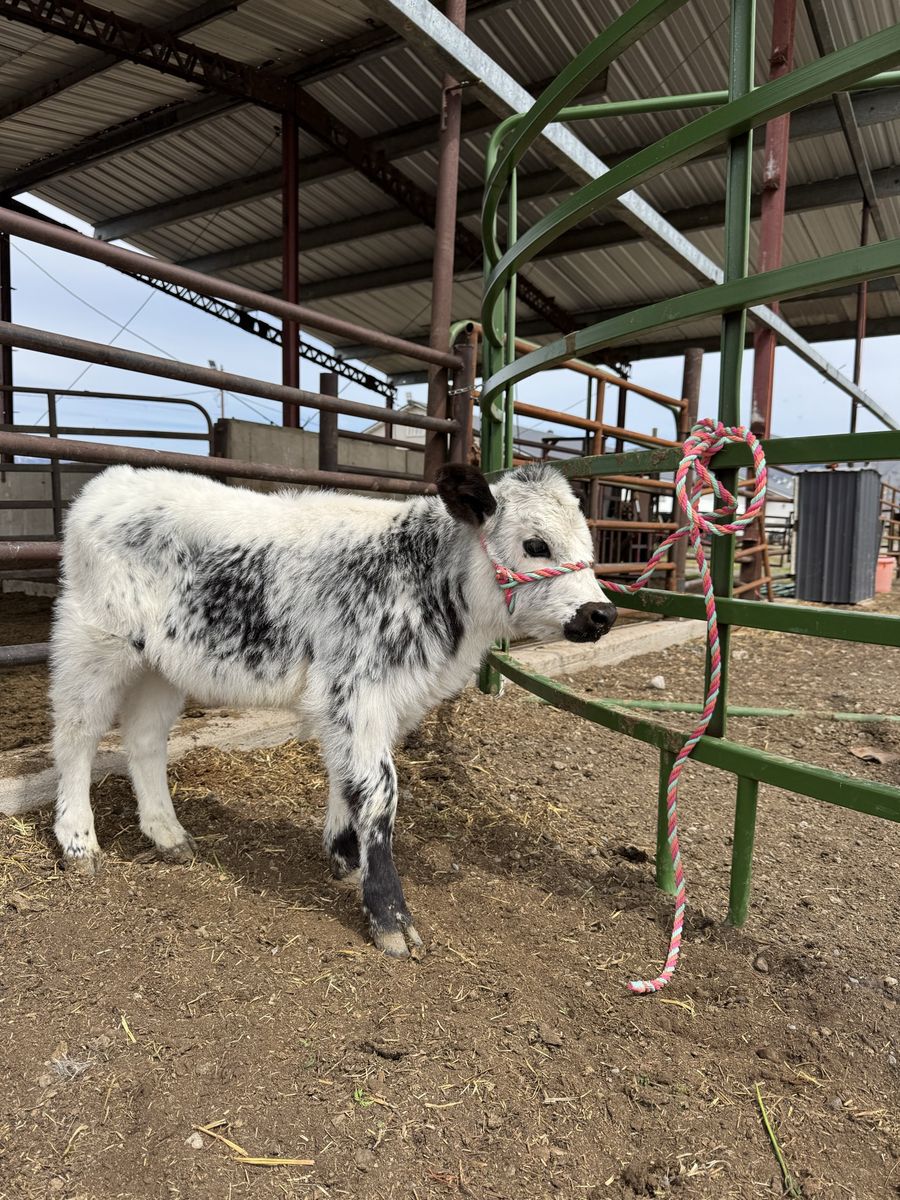 Micro/Mini Highpark/Highland Heifer