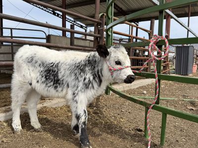Micro/Mini Highpark/Highland Heifer