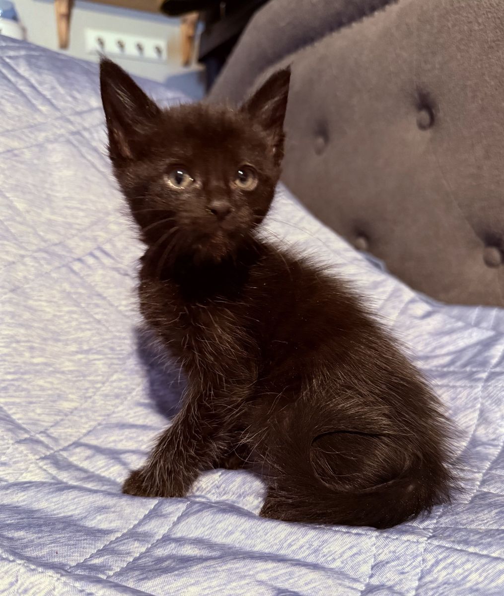 $35.00 1/2 Maine coon kittens