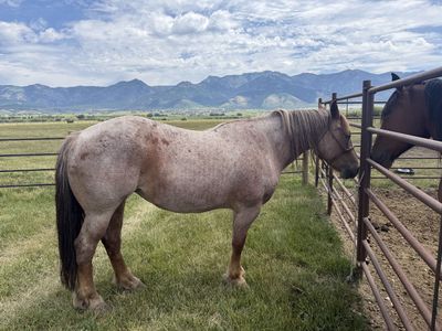 Half Draft Horses (5-6 yrs, 2 geldings, 2 mares) - Rode, Packed & Hobbled - Western Wyoming