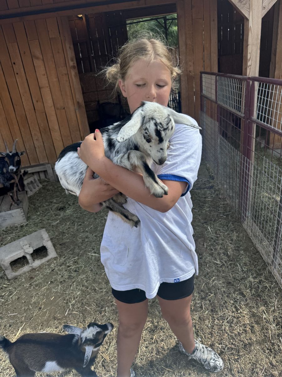 SUPER FRIENDLY Nigerian Dwarf goats- tiny! 8 weeks old