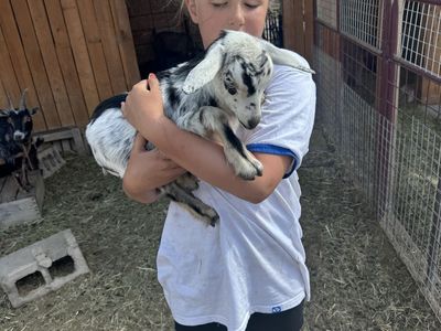 SUPER FRIENDLY Nigerian Dwarf goats- tiny! 8 weeks old