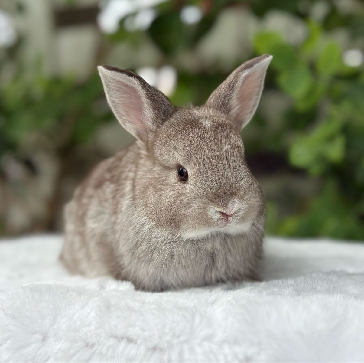 Pedigreed English Angora Doe bunny rabbit chocolate chinchilla 