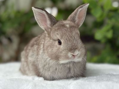 Pedigreed English Angora Doe bunny rabbit chocolate chinchilla