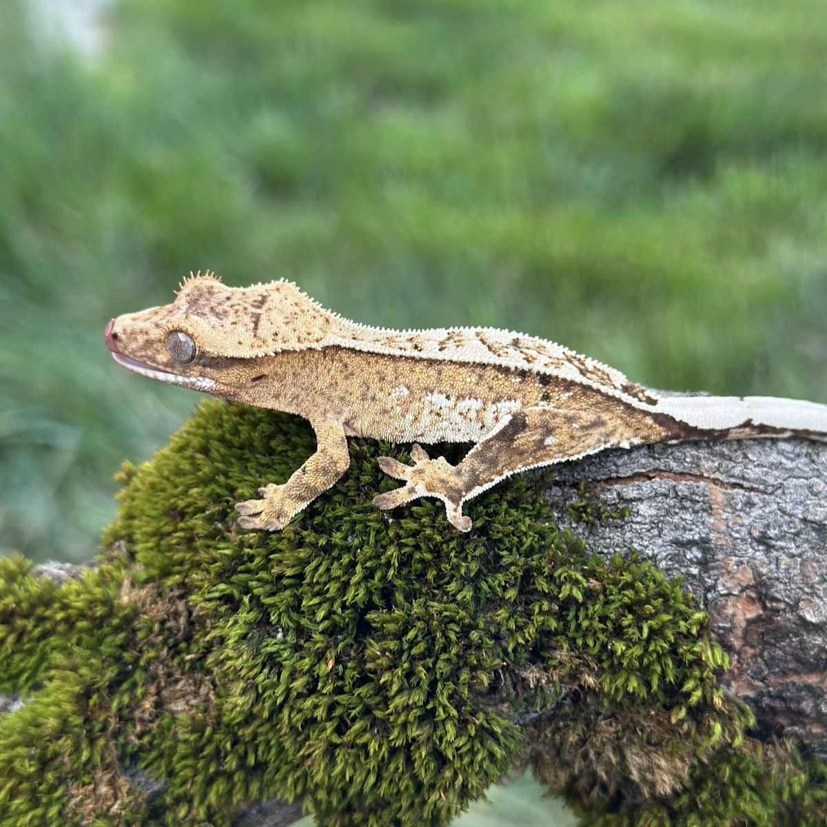 Yellow Pinstripe Male