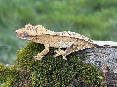 Yellow Pinstripe Male