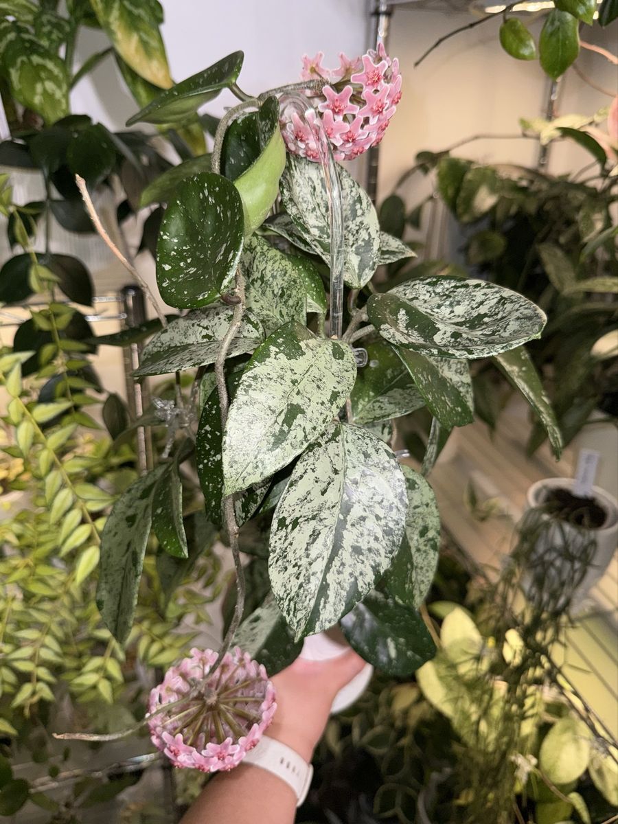 Hoya carnosa 'Freckles' (low splash) - Plant