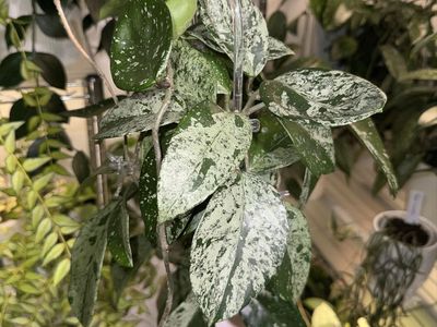 Hoya carnosa 'Freckles' (low splash) - Plant