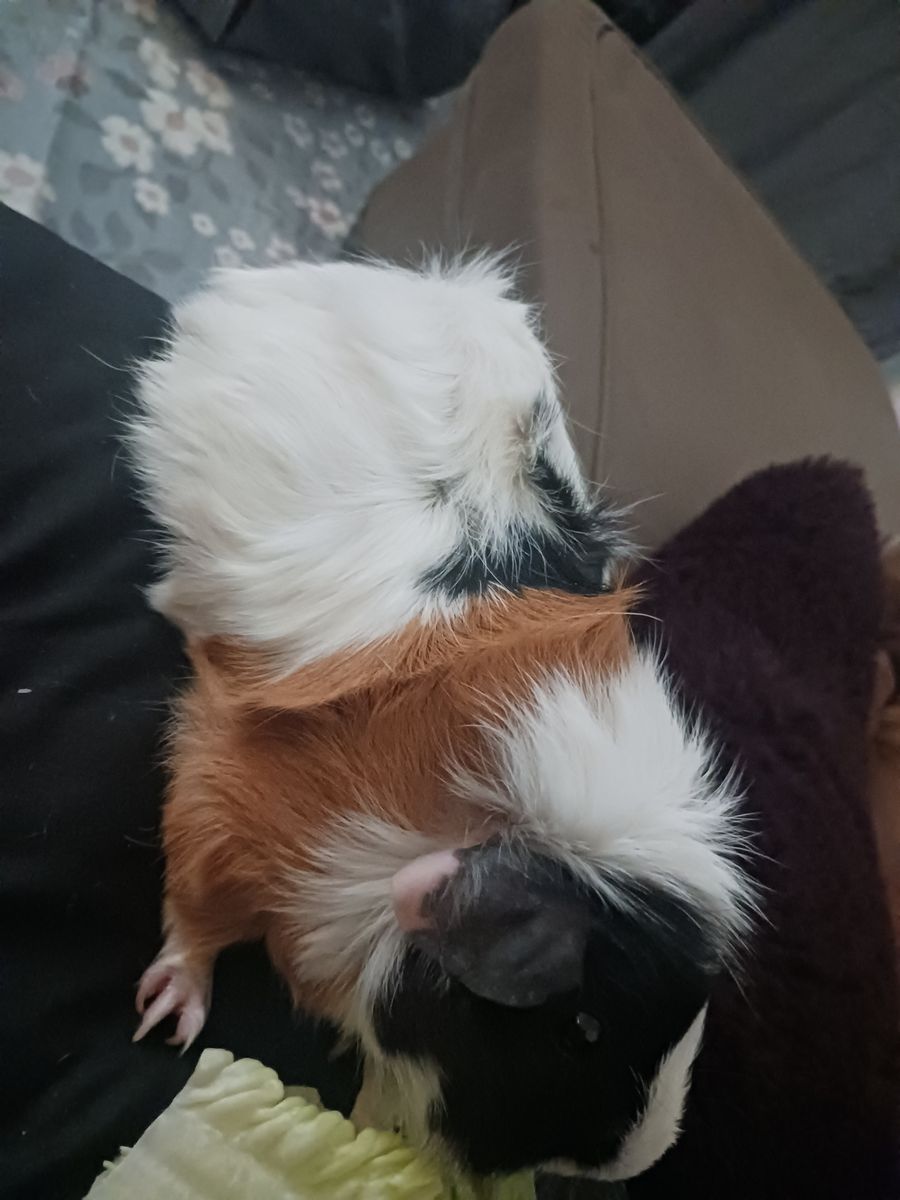 Guinea pigs for sell
