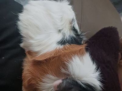 Guinea pigs for sell