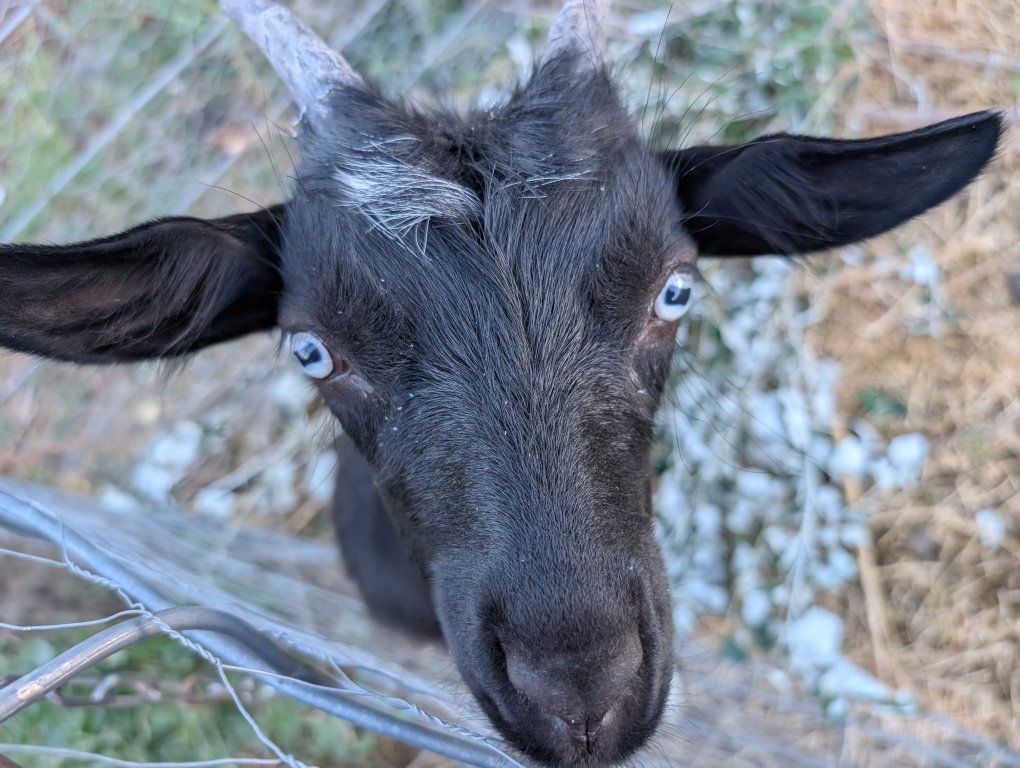 Mini, fainting wether needs rescue